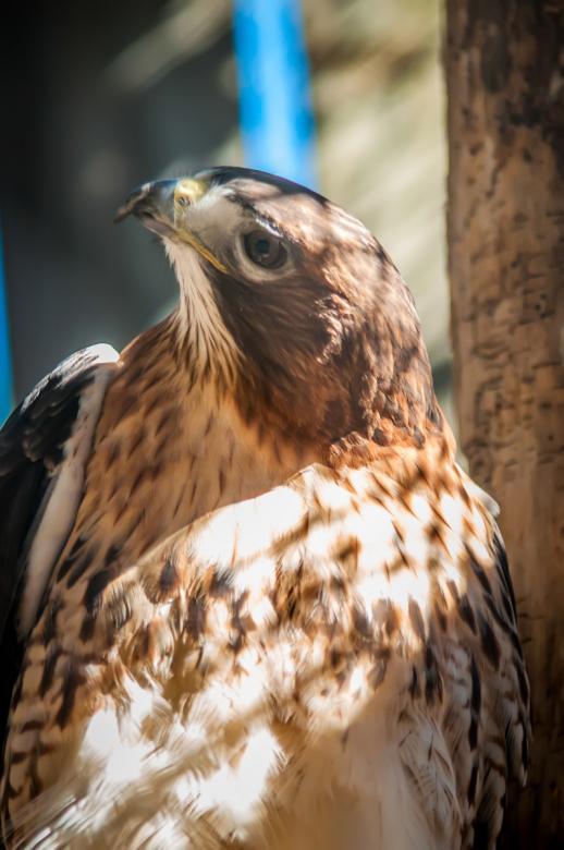 Free stock image of Hawk created by agphotostock.com