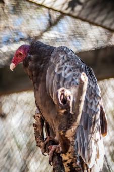 Vulture - Free Stock Photo