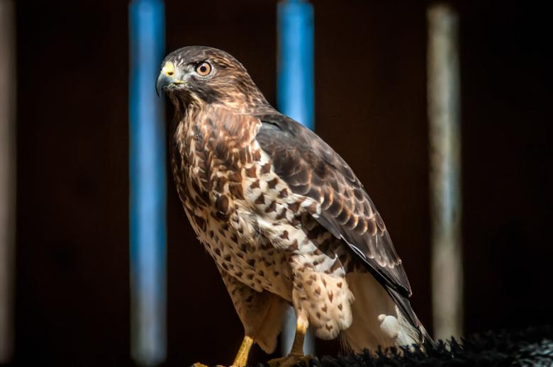 Free stock image of Hawk created by agphotostock.com