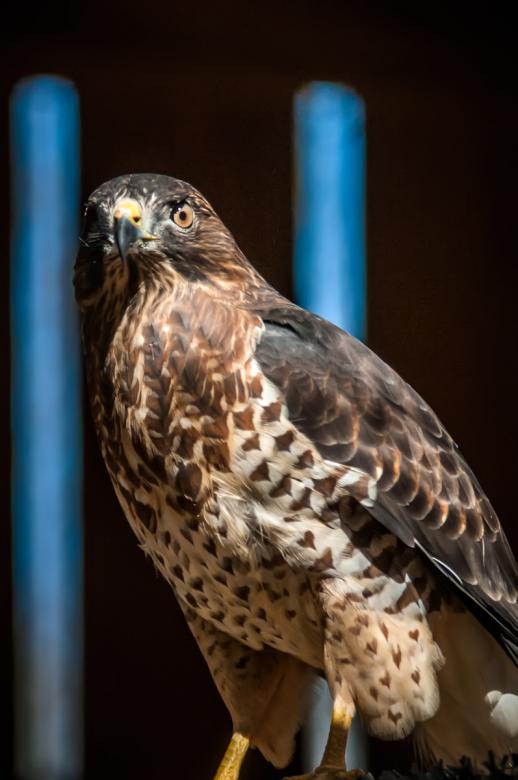 Free stock image of Hawk created by agphotostock.com