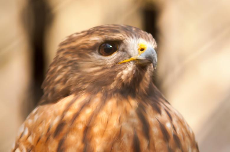 Free stock image of Hawk created by agphotostock.com