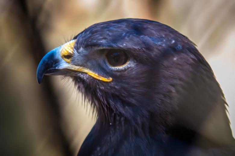 Free stock image of Hawk created by agphotostock.com