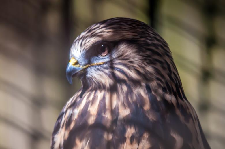 Free stock image of Hawk created by agphotostock.com