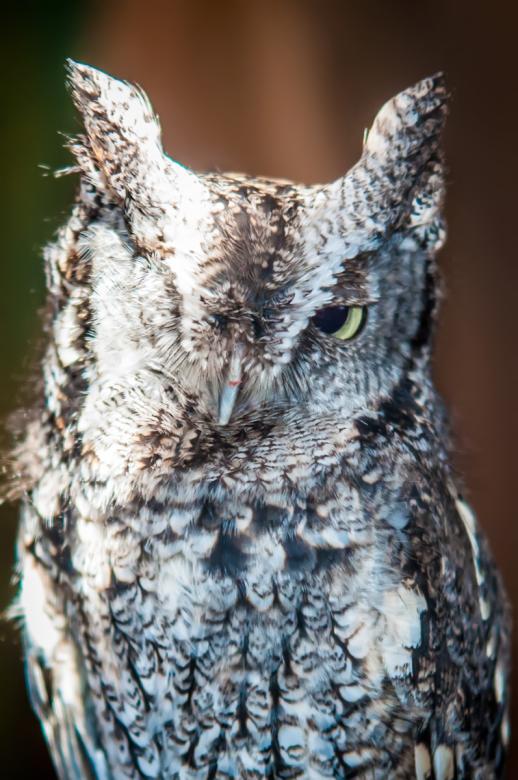 Free stock image of Owl created by agphotostock.com
