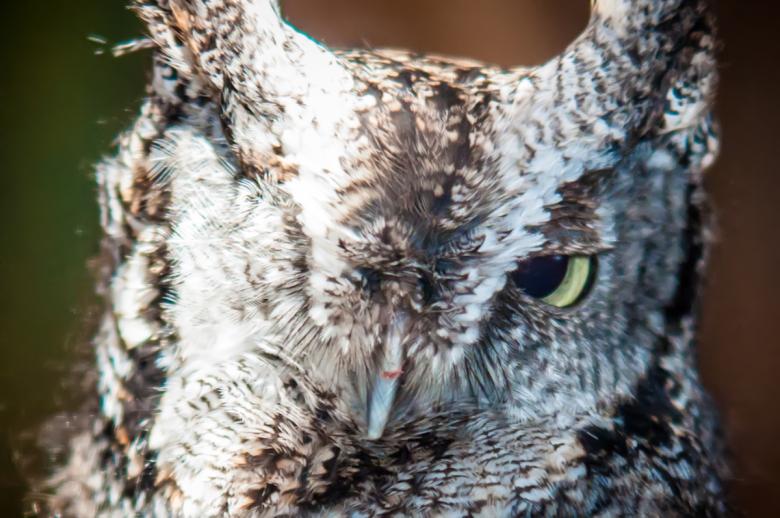 Free stock image of Owl created by agphotostock.com