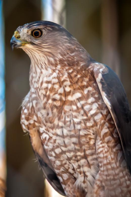 Free stock image of Hawk created by agphotostock.com