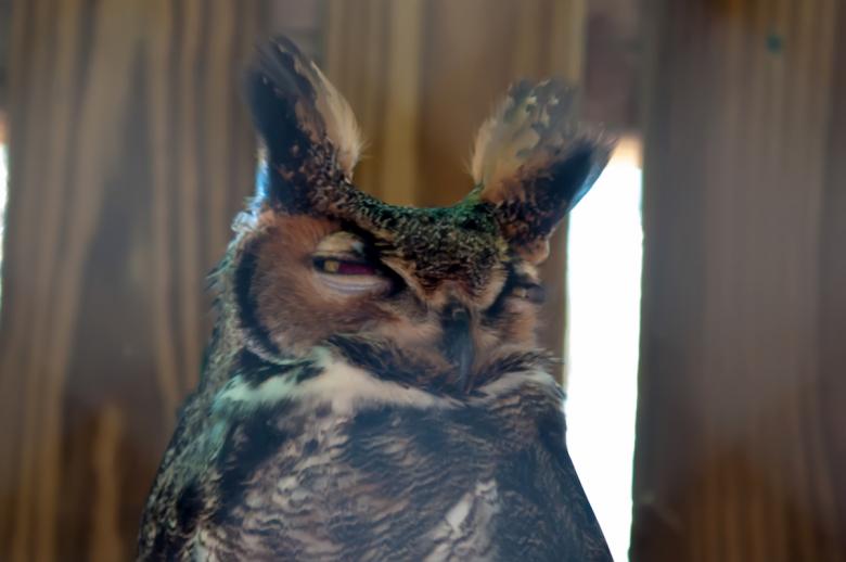 Free stock image of Owl created by agphotostock.com