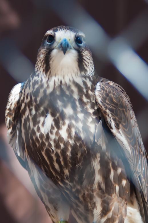 Free stock image of Hawk created by agphotostock.com