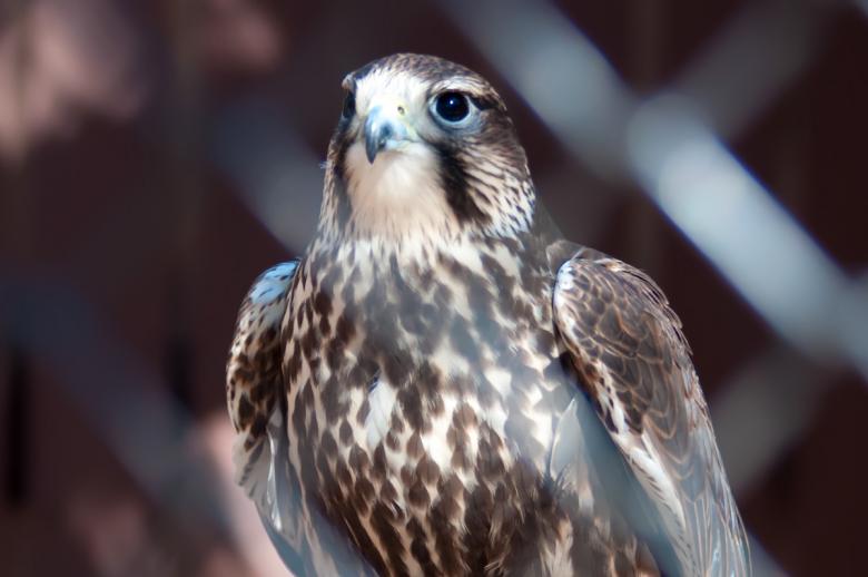 Free stock image of Hawk created by agphotostock.com