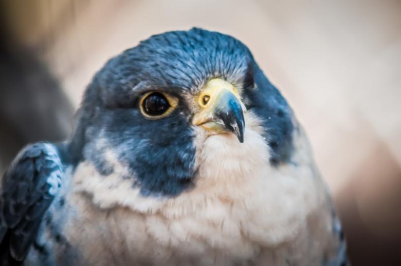 Free stock image of Hawk created by agphotostock.com