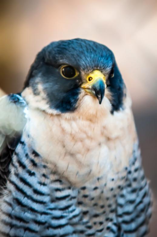 Free stock image of Hawk created by agphotostock.com