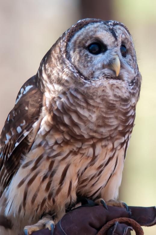 Free stock image of Owl created by agphotostock.com