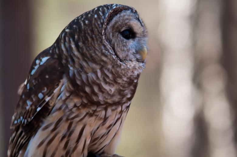 Free stock image of Owl created by agphotostock.com
