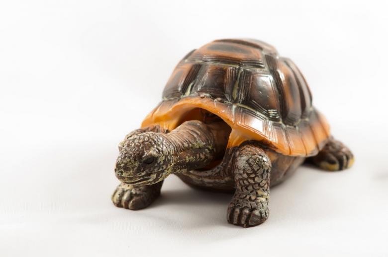 Free stock image of Old Turtle created by agphotostock.com