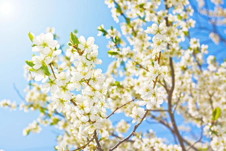 Free stock image of Flower Blossoms created by 2happy