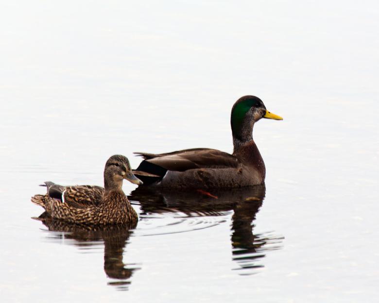 Free stock image of Mallard Ducks Swimming created by Geoffrey Whiteway