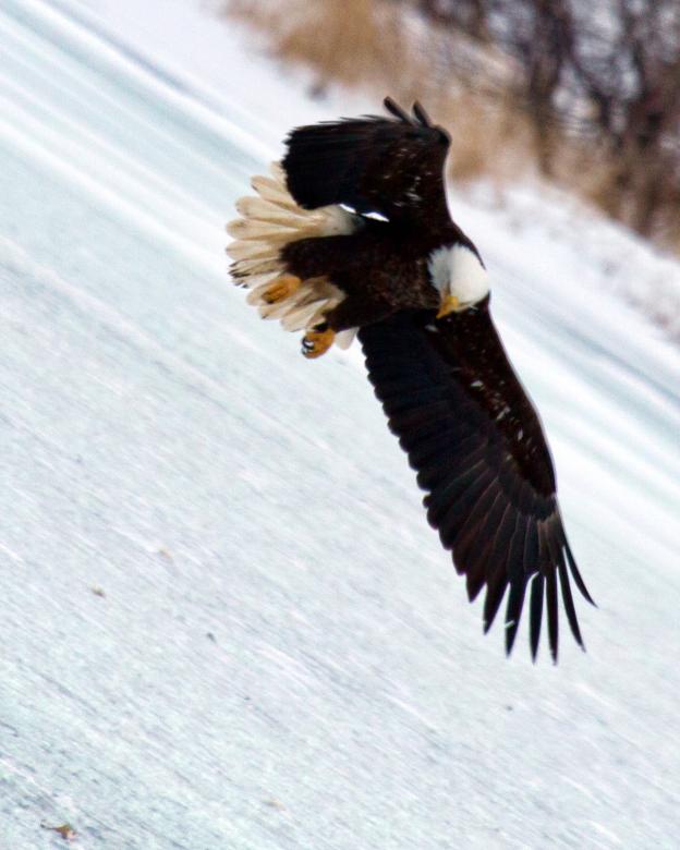 Free stock image of Bald Eagle created by Geoffrey Whiteway