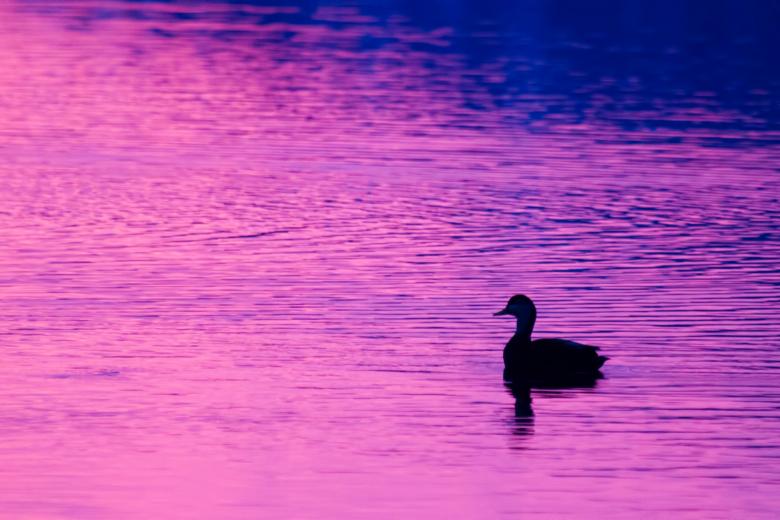 Free stock image of Duck created by Geoffrey Whiteway