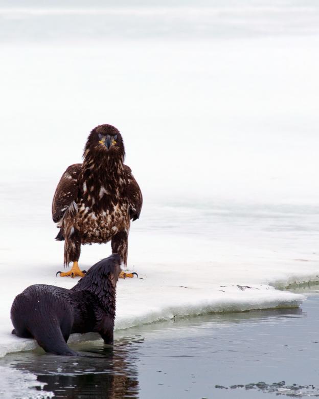 Free stock image of Bald Eagle and Otter created by Geoffrey Whiteway