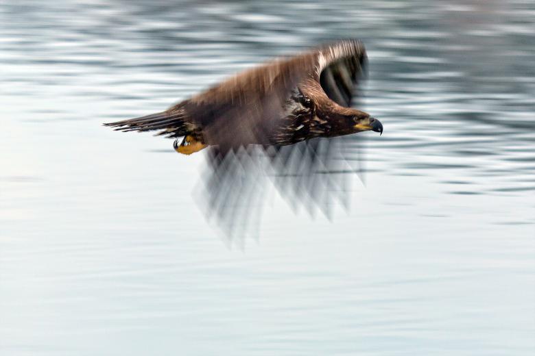 Free stock image of Bald Eagle created by Geoffrey Whiteway