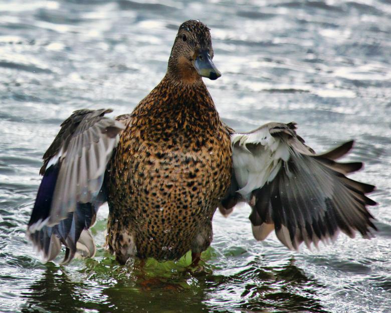 Free stock image of Duck created by Geoffrey Whiteway