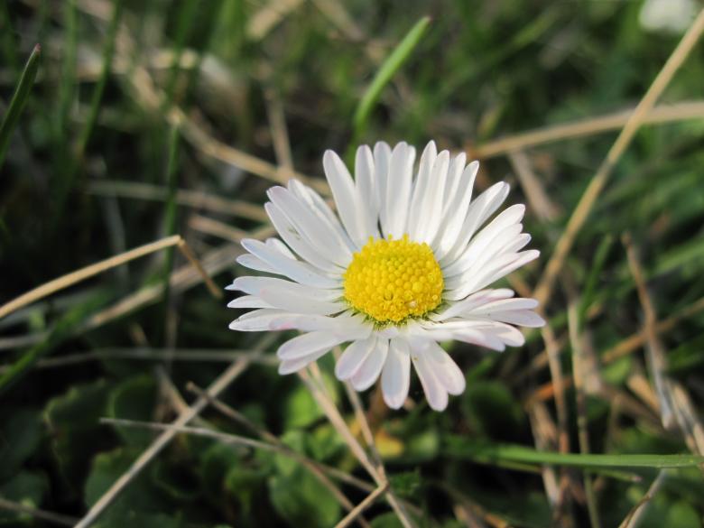 Free stock image of Daisy flower created by Boris Kyurkchiev