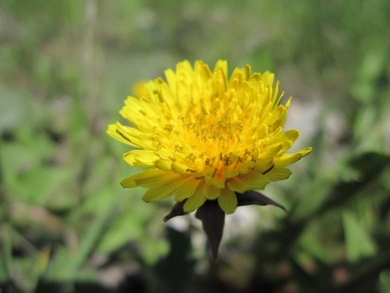 Free stock image of Yellow macro flower created by Boris Kyurkchiev