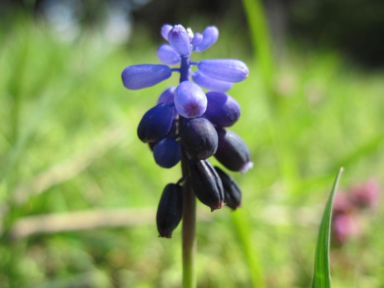 Free stock image of Blue macro flower created by Boris Kyurkchiev