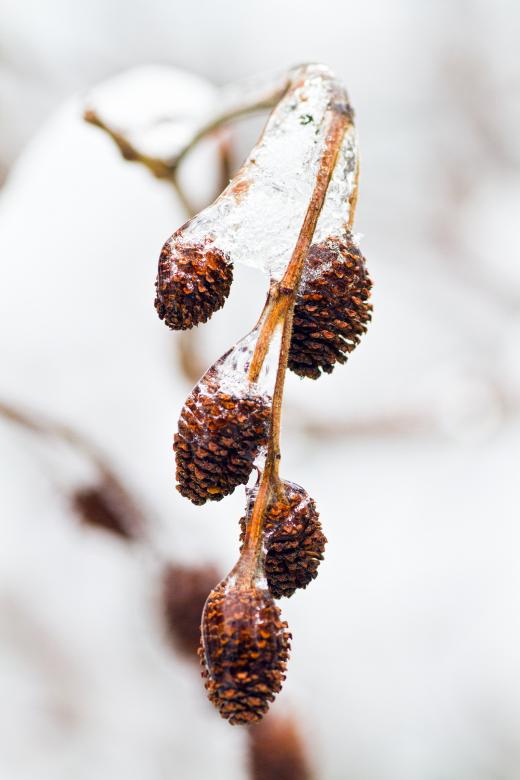 Free stock image of Alder created by Geoffrey Whiteway