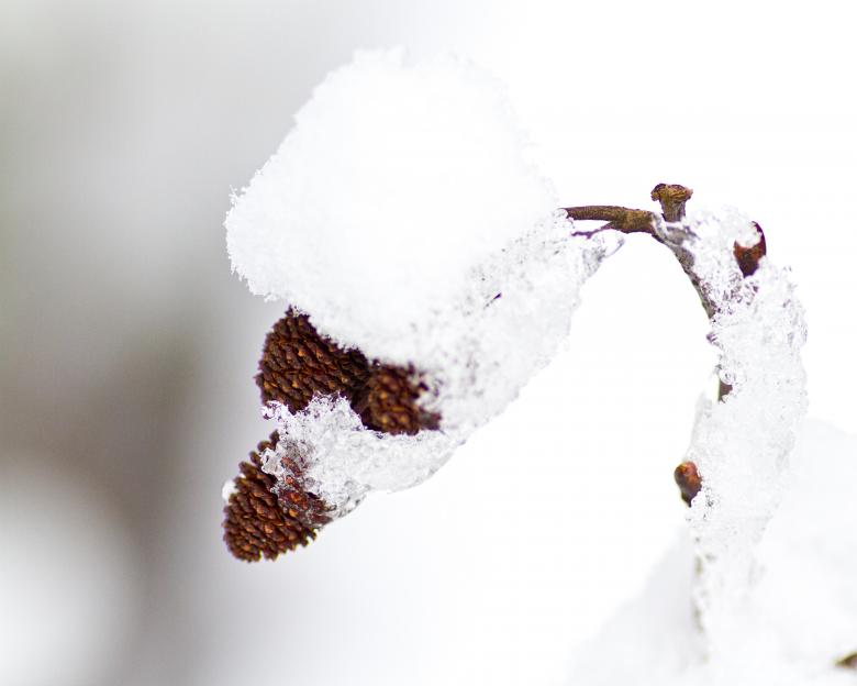 Free stock image of Alder created by Geoffrey Whiteway
