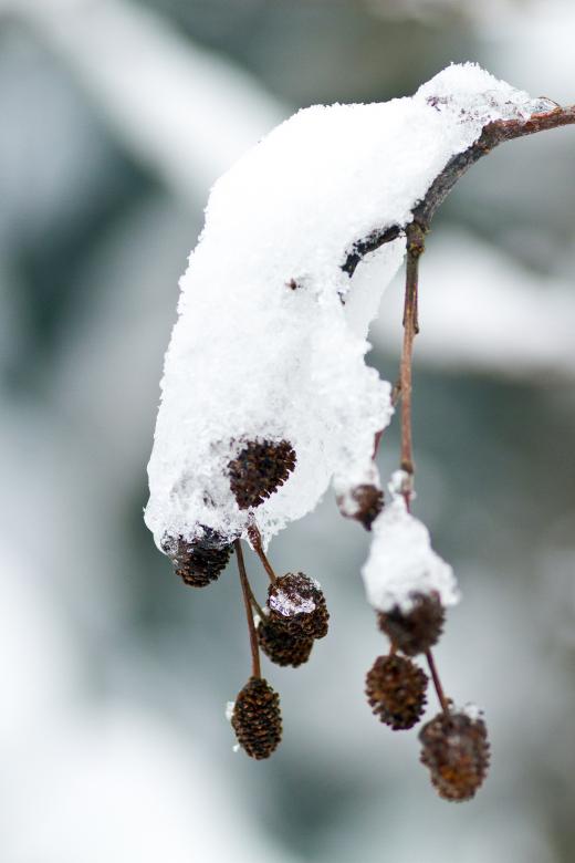 Free stock image of Alder created by Geoffrey Whiteway