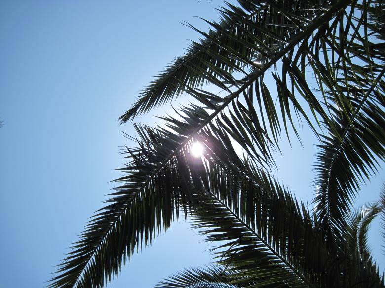 Free stock image of Under the palm tree created by Boris Kyurkchiev
