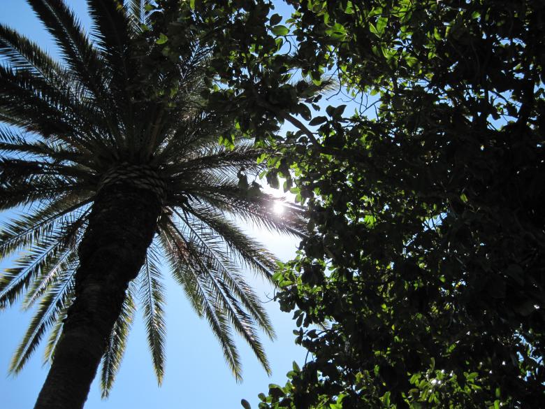 Free stock image of In the tree shade created by Boris Kyurkchiev