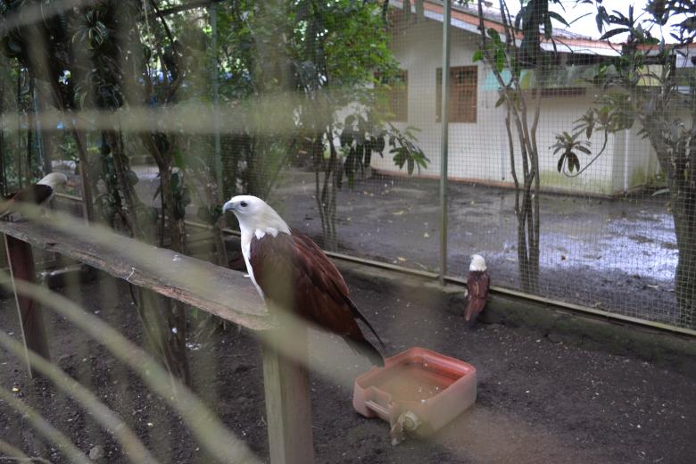 Free stock image of Eagle In A Cage created by Ryan Jhoe