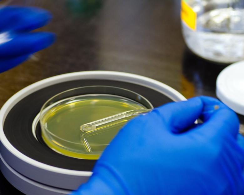 Free stock image of Microbiology created by Geoffrey Whiteway