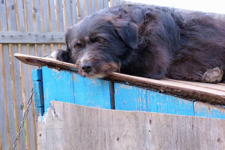 Free stock image of Sad dog created by Vladimir Ovcharov