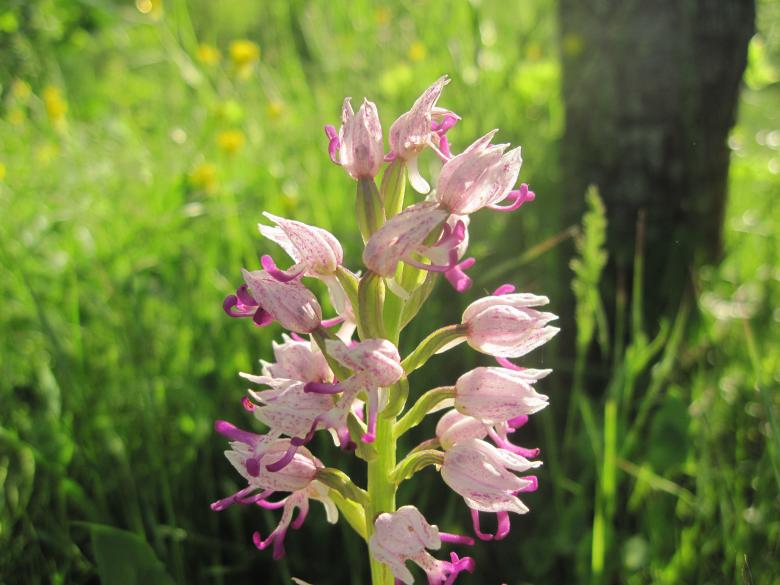 Free stock image of Wild pink flower created by Boris Kyurkchiev