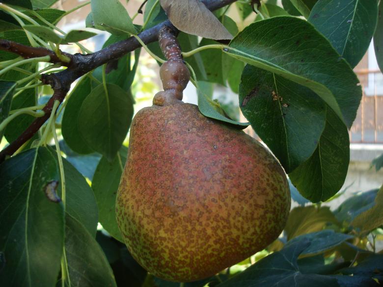 Free stock image of Pear on a tree created by Boris Kyurkchiev