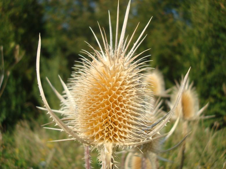 Free stock image of Dry autumn plant created by Boris Kyurkchiev