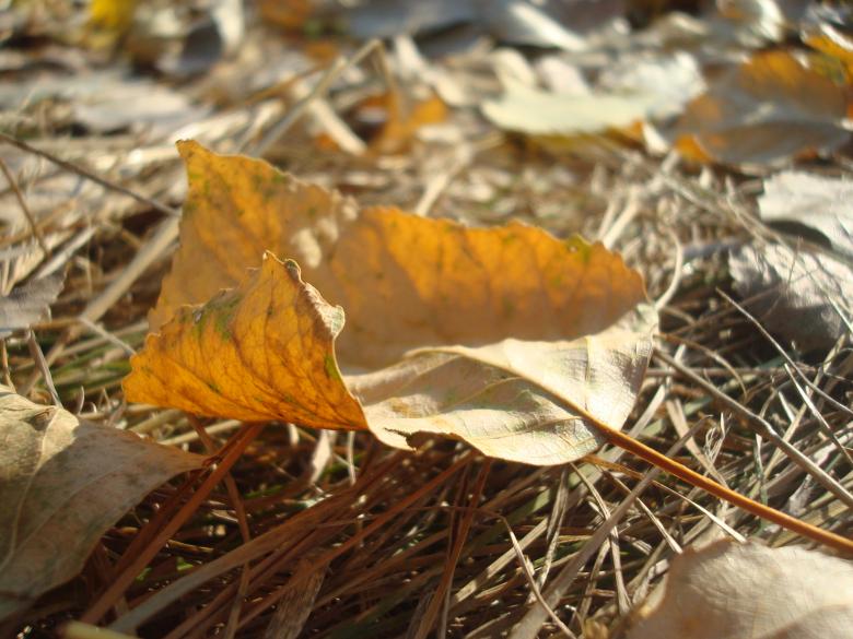 Free stock image of Dry autumn leaf created by Boris Kyurkchiev