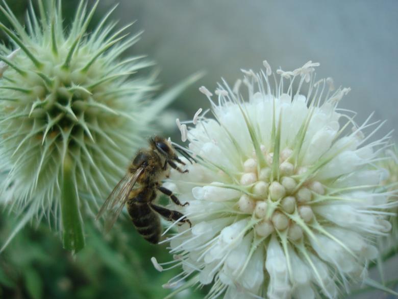 Free stock image of Bee on wild flowers created by Boris Kyurkchiev