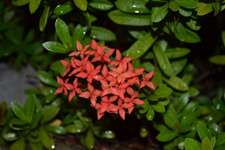 Free stock image of Tiny Red Flowers created by Ryan Jhoe