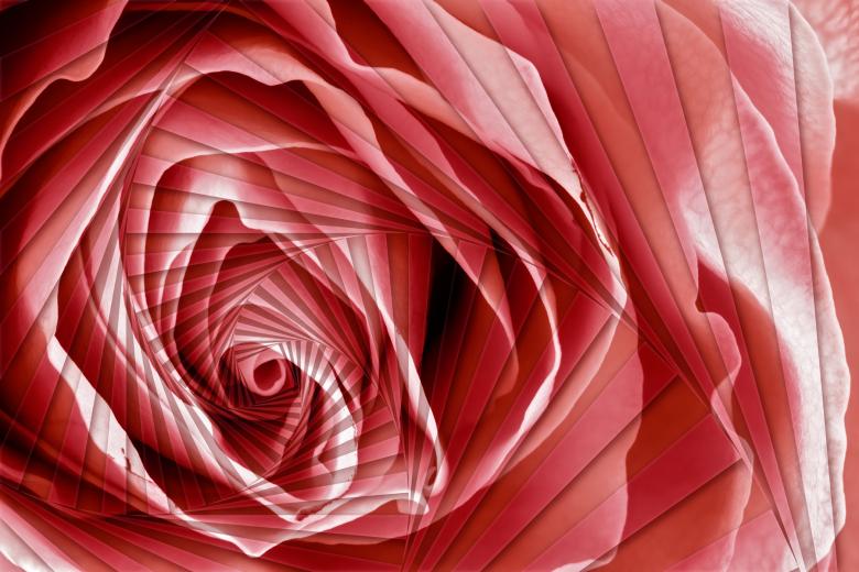 Free stock image of Pink Rose Spiral created by Nicolas Raymond