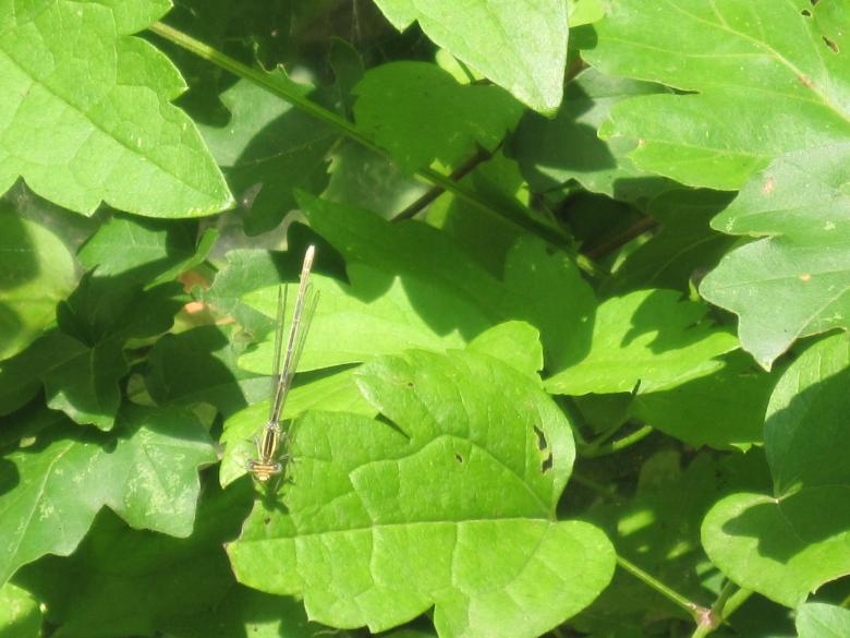 Free stock image of Dragonfly in the forest created by Boris Kyurkchiev