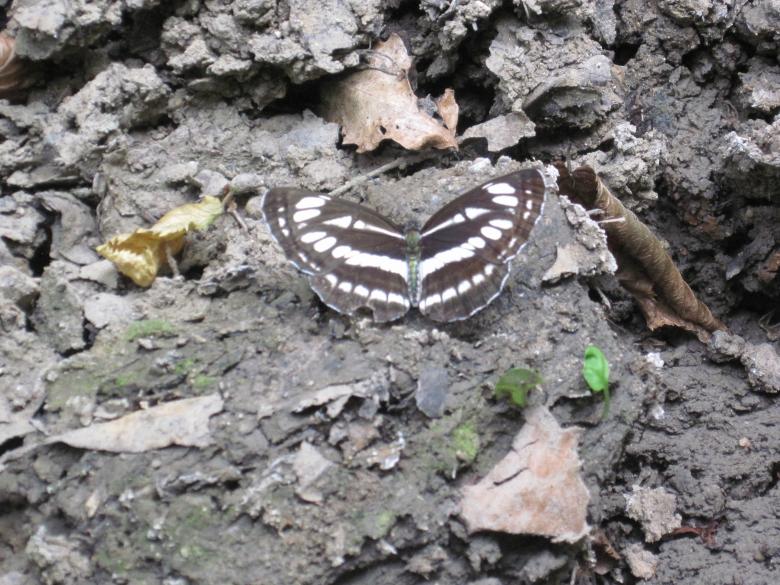 Free stock image of Forest butterfly created by Boris Kyurkchiev