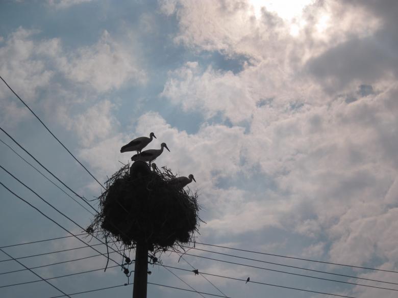 Free stock image of Stork nest created by Boris Kyurkchiev