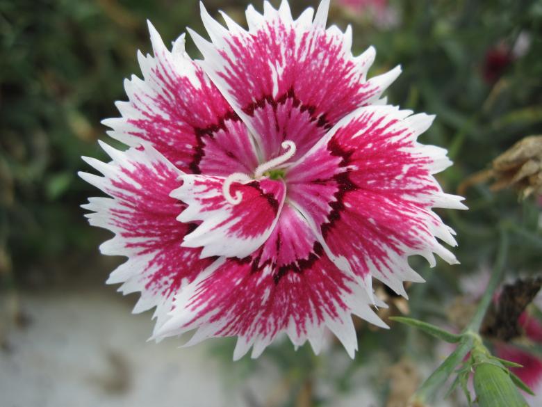 Free stock image of Beautiful macro flower created by Boris Kyurkchiev