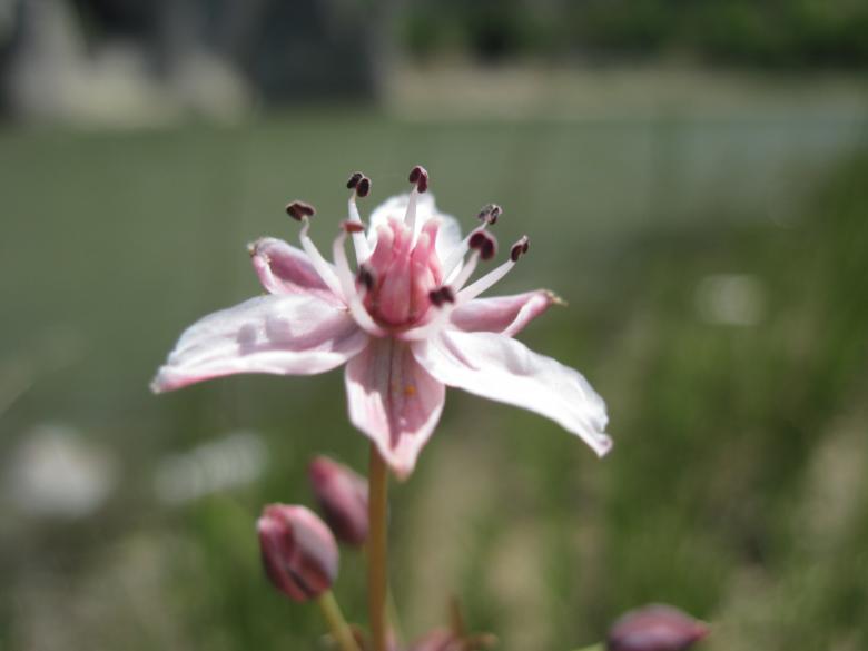 Free stock image of Gentle pink macro flower created by Boris Kyurkchiev