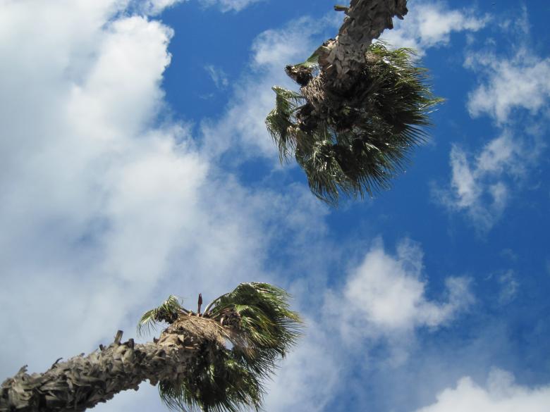 Free stock image of Palms and sky created by Boris Kyurkchiev