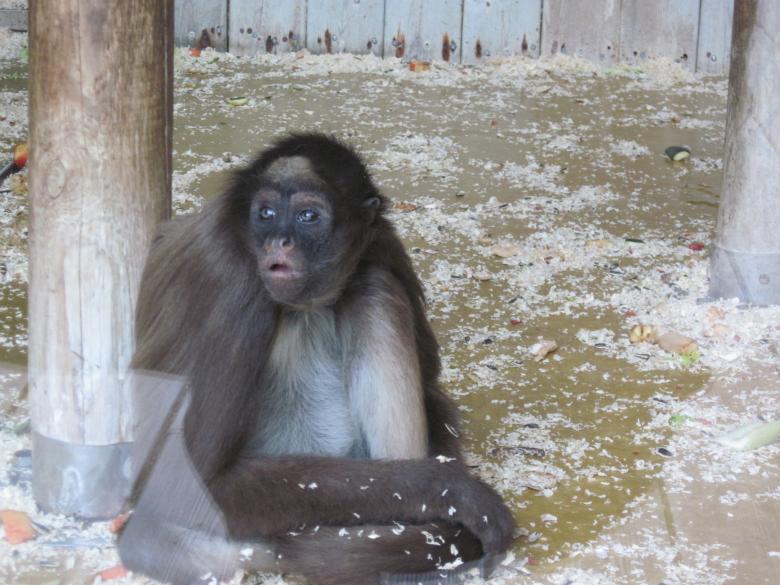 Free stock image of Monkey in captivity created by Boris Kyurkchiev